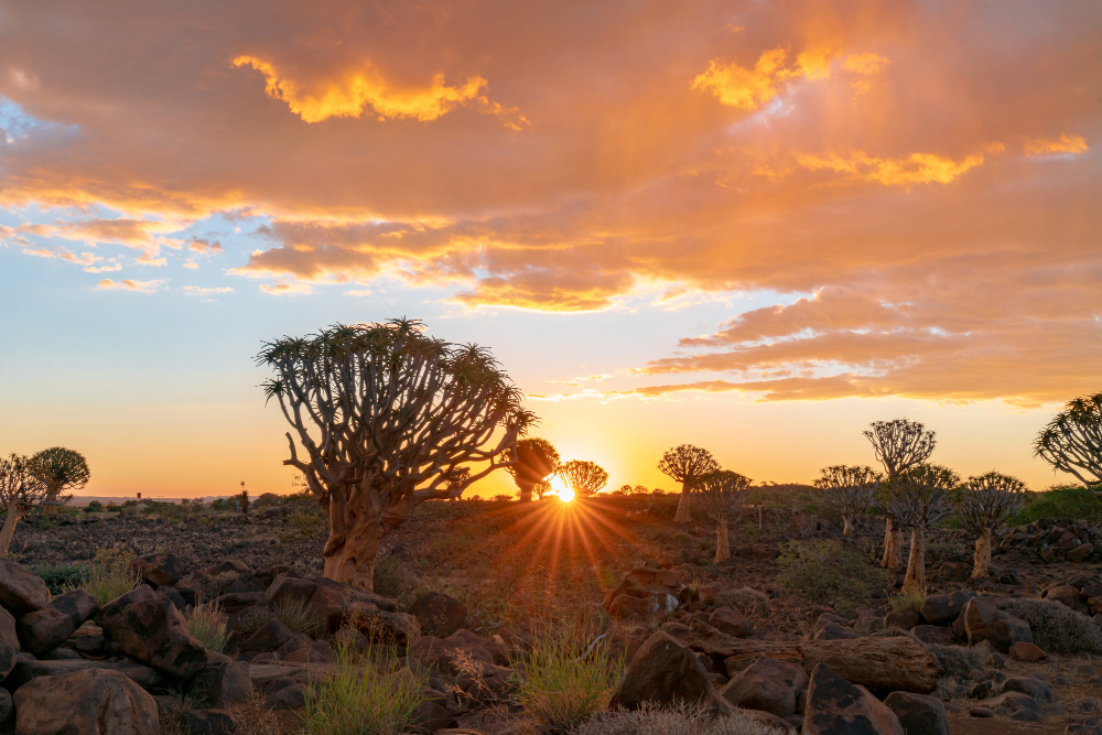 Reisevaksine til Sør-Afrika – Alt du trenger å vite