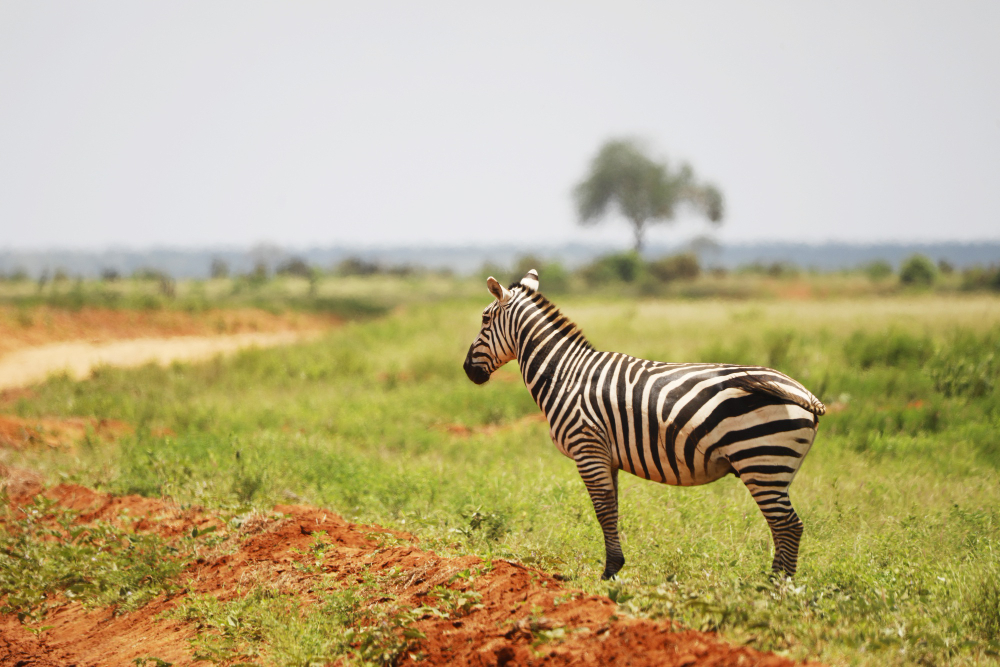 Reisevaksine Kenya – Alt du trenger å vite