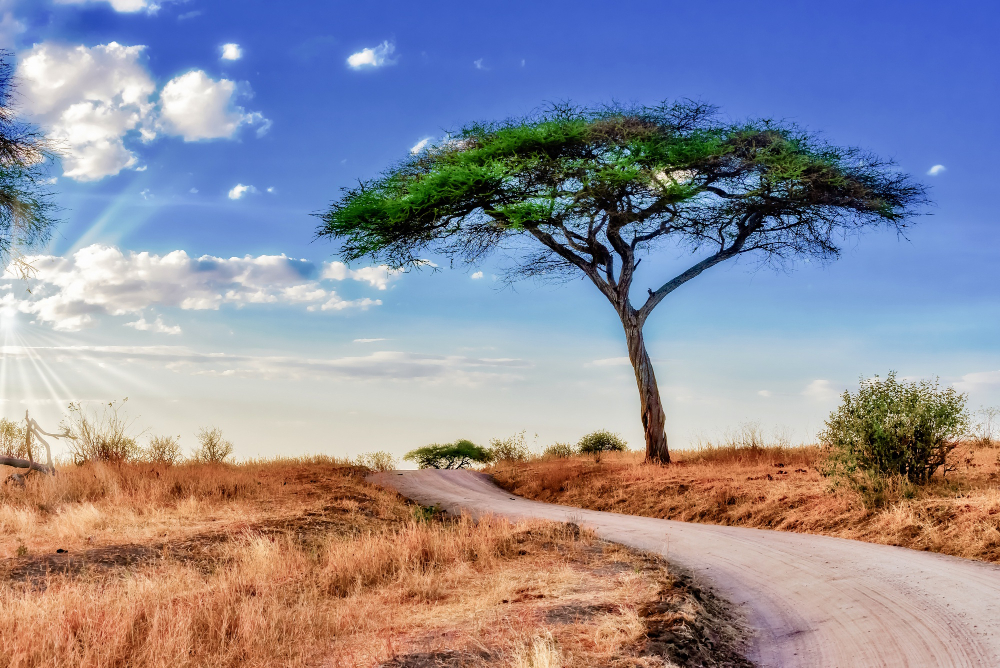 Reisevaksine Tanzania – Alt du trenger å vite