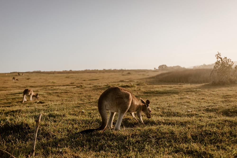 Reisevaksine Australia – Alt du trenger å vite!